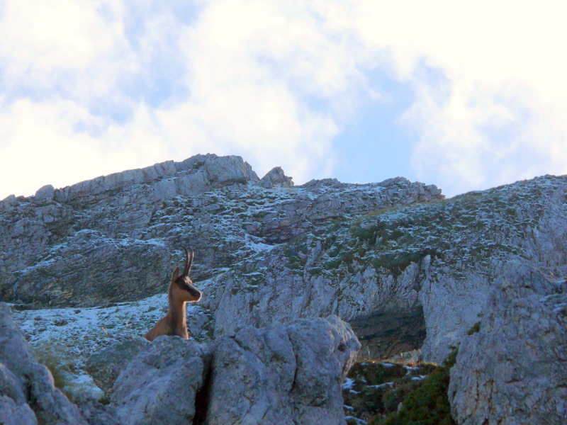 Camoscio d''Abruzzo Rupicapra pyrenaica ornata